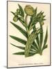 Stinking Hellebore-Hulton Archive-Mounted Photographic Print