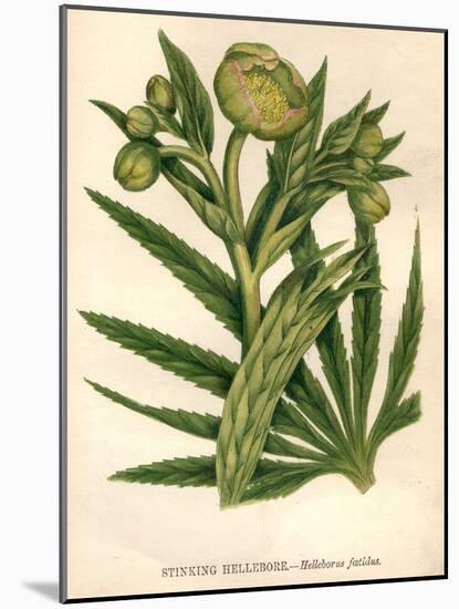 Stinking Hellebore-Hulton Archive-Mounted Photographic Print