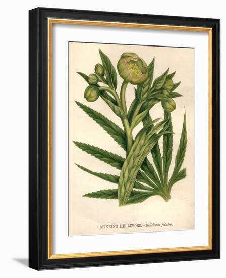 Stinking Hellebore-Hulton Archive-Framed Photographic Print