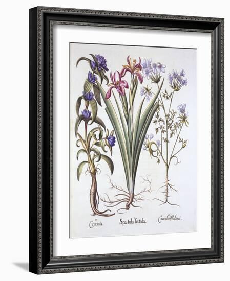 Stinking Iris, Orlaya, and Crosswort Gentian, from 'Hortus Eystettensis', by Basil Besler (1561-162-German School-Framed Giclee Print