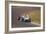 Stirling Moss in a Lotus 18, Dutch Grand Prix, Zandvoort, 1960-null-Framed Photographic Print