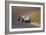 Stirling Moss in a Lotus 18, Dutch Grand Prix, Zandvoort, 1960-null-Framed Photographic Print