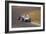 Stirling Moss in a Lotus 18, Dutch Grand Prix, Zandvoort, 1960-null-Framed Photographic Print