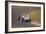 Stirling Moss in a Lotus 18, Dutch Grand Prix, Zandvoort, 1960-null-Framed Photographic Print