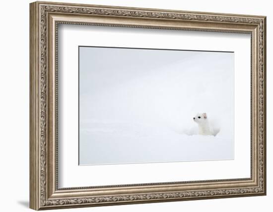 Stoat in snow. Yellowstone National Park, Wyoming, USA-Danny Green-Framed Photographic Print