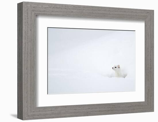 Stoat in snow. Yellowstone National Park, Wyoming, USA-Danny Green-Framed Photographic Print