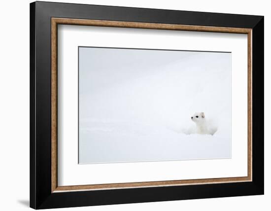 Stoat in snow. Yellowstone National Park, Wyoming, USA-Danny Green-Framed Photographic Print