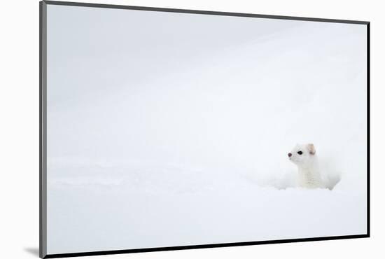 Stoat in snow. Yellowstone National Park, Wyoming, USA-Danny Green-Mounted Photographic Print