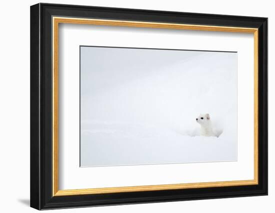 Stoat in snow. Yellowstone National Park, Wyoming, USA-Danny Green-Framed Photographic Print