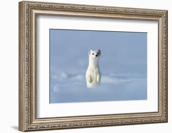 Stoat in winter coat, standing upright in snow, Germany-Konrad Wothe-Framed Photographic Print