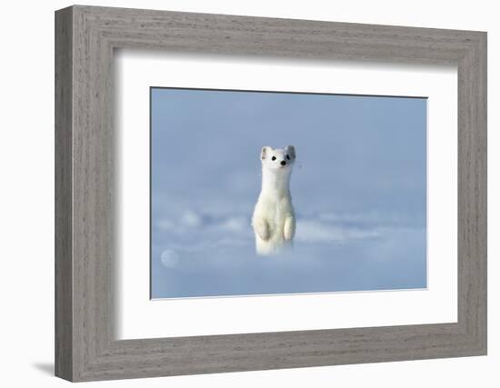 Stoat in winter coat, standing upright in snow, Germany-Konrad Wothe-Framed Photographic Print