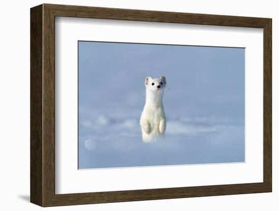 Stoat in winter coat, standing upright in snow, Germany-Konrad Wothe-Framed Photographic Print