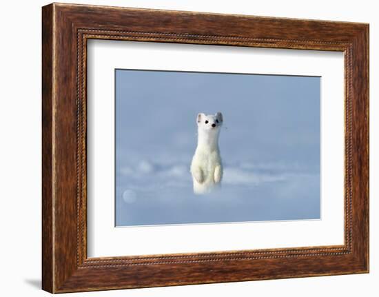 Stoat in winter coat, standing upright in snow, Germany-Konrad Wothe-Framed Photographic Print