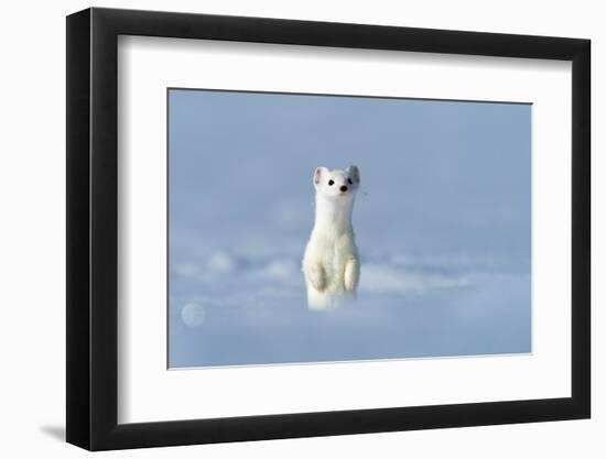 Stoat in winter coat, standing upright in snow, Germany-Konrad Wothe-Framed Photographic Print