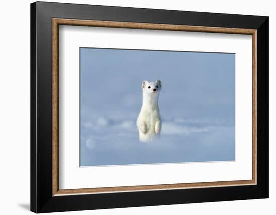 Stoat in winter coat, standing upright in snow, Germany-Konrad Wothe-Framed Photographic Print