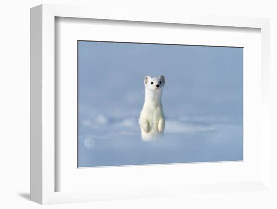 Stoat in winter coat, standing upright in snow, Germany-Konrad Wothe-Framed Photographic Print