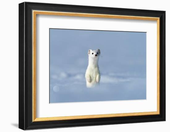 Stoat in winter coat, standing upright in snow, Germany-Konrad Wothe-Framed Photographic Print