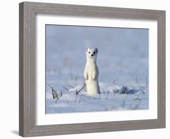 Stoat in winter coat, standing upright in the snow, Germany-Konrad Wothe-Framed Photographic Print