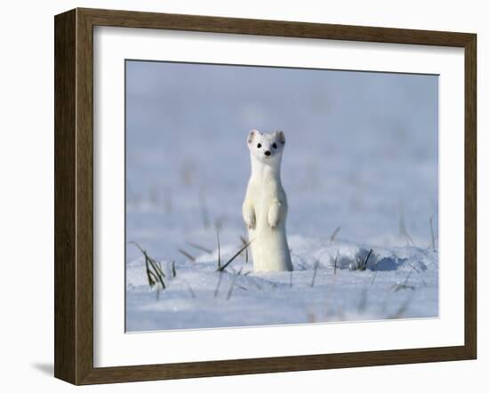 Stoat in winter coat, standing upright in the snow, Germany-Konrad Wothe-Framed Photographic Print