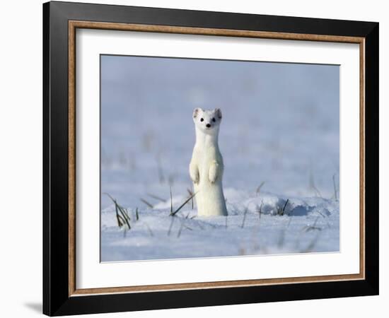 Stoat in winter coat, standing upright in the snow, Germany-Konrad Wothe-Framed Photographic Print