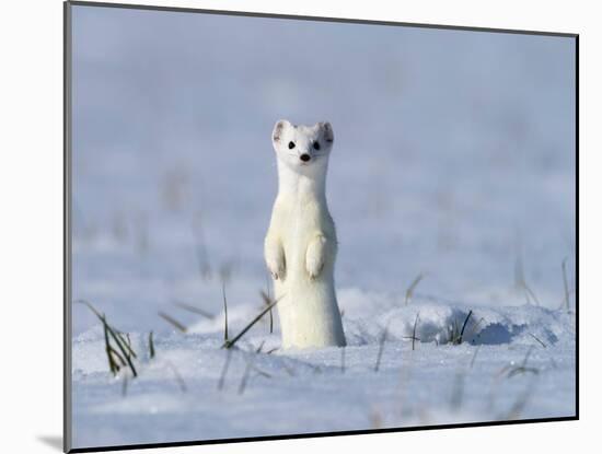 Stoat in winter coat, standing upright in the snow, Germany-Konrad Wothe-Mounted Photographic Print