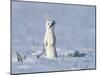 Stoat in winter coat, standing upright in the snow, Germany-Konrad Wothe-Mounted Photographic Print