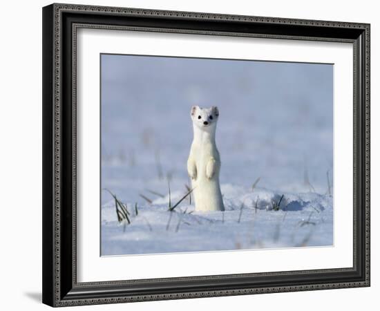 Stoat in winter coat, standing upright in the snow, Germany-Konrad Wothe-Framed Photographic Print