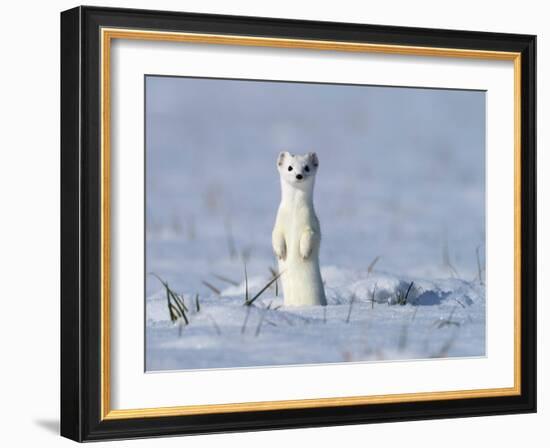 Stoat in winter coat, standing upright in the snow, Germany-Konrad Wothe-Framed Photographic Print