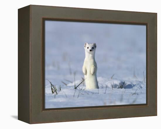 Stoat in winter coat, standing upright in the snow, Germany-Konrad Wothe-Framed Premier Image Canvas