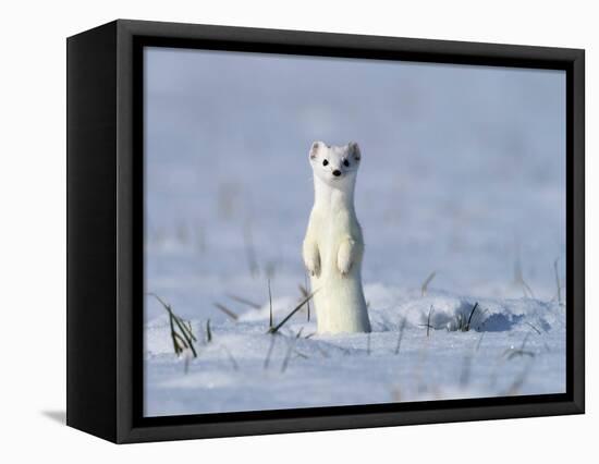 Stoat in winter coat, standing upright in the snow, Germany-Konrad Wothe-Framed Premier Image Canvas