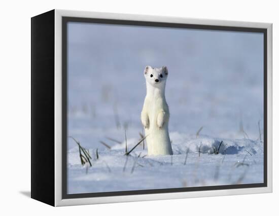 Stoat in winter coat, standing upright in the snow, Germany-Konrad Wothe-Framed Premier Image Canvas