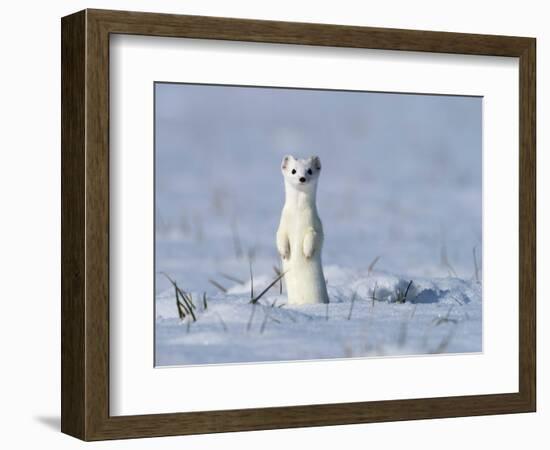 Stoat in winter coat, standing upright in the snow, Germany-Konrad Wothe-Framed Photographic Print