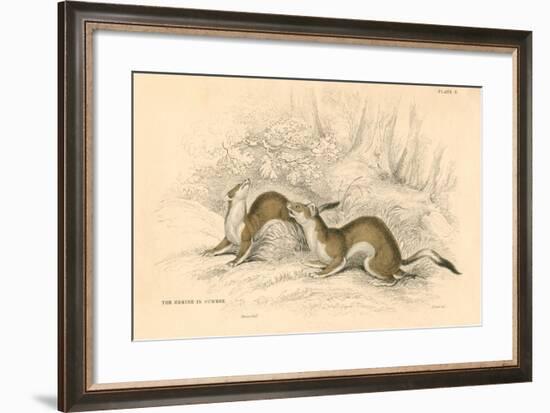 Stoat (Mustela Ermine), Member of the Weasel Family, 1828-null-Framed Giclee Print