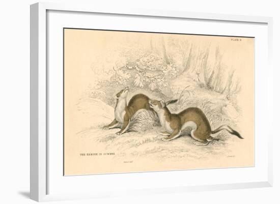 Stoat (Mustela Ermine), Member of the Weasel Family, 1828-null-Framed Giclee Print