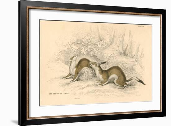 Stoat (Mustela Ermine), Member of the Weasel Family, 1828-null-Framed Giclee Print