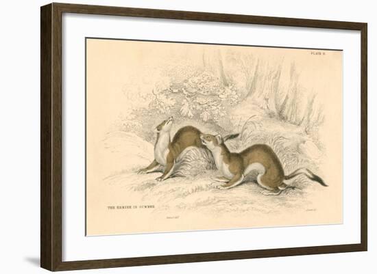 Stoat (Mustela Ermine), Member of the Weasel Family, 1828-null-Framed Giclee Print