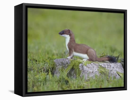 Stoat (Mustela Erminea) Standing on Rock in Saltmarsh, Conwy, Wales, UK, June-Richard Steel-Framed Premier Image Canvas