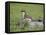 Stoat (Mustela Erminea) Standing on Rock in Saltmarsh, Conwy, Wales, UK, June-Richard Steel-Framed Premier Image Canvas