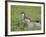 Stoat (Mustela Erminea) Standing on Rock in Saltmarsh, Conwy, Wales, UK, June-Richard Steel-Framed Photographic Print