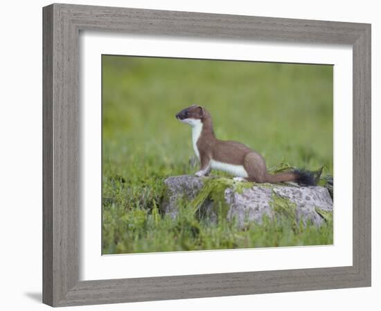 Stoat (Mustela Erminea) Standing on Rock in Saltmarsh, Conwy, Wales, UK, June-Richard Steel-Framed Photographic Print