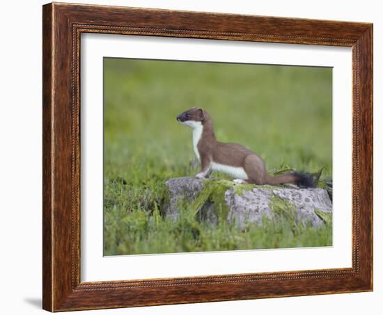 Stoat (Mustela Erminea) Standing on Rock in Saltmarsh, Conwy, Wales, UK, June-Richard Steel-Framed Photographic Print