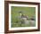 Stoat (Mustela Erminea) Standing on Rock in Saltmarsh, Conwy, Wales, UK, June-Richard Steel-Framed Photographic Print