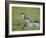 Stoat (Mustela Erminea) Standing on Rock in Saltmarsh, Conwy, Wales, UK, June-Richard Steel-Framed Photographic Print