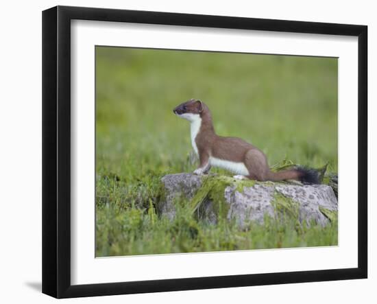 Stoat (Mustela Erminea) Standing on Rock in Saltmarsh, Conwy, Wales, UK, June-Richard Steel-Framed Photographic Print