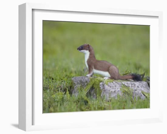 Stoat (Mustela Erminea) Standing on Rock in Saltmarsh, Conwy, Wales, UK, June-Richard Steel-Framed Photographic Print