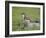 Stoat (Mustela Erminea) Standing on Rock in Saltmarsh, Conwy, Wales, UK, June-Richard Steel-Framed Photographic Print