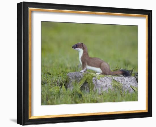 Stoat (Mustela Erminea) Standing on Rock in Saltmarsh, Conwy, Wales, UK, June-Richard Steel-Framed Photographic Print