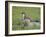 Stoat (Mustela Erminea) Standing on Rock in Saltmarsh, Conwy, Wales, UK, June-Richard Steel-Framed Photographic Print