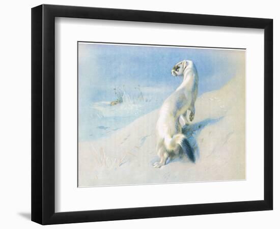 Stoat (Winter), from Thorburn's Mammals Published by Longmans and Co, C. 1920 (Colour Litho)-Archibald Thorburn-Framed Giclee Print
