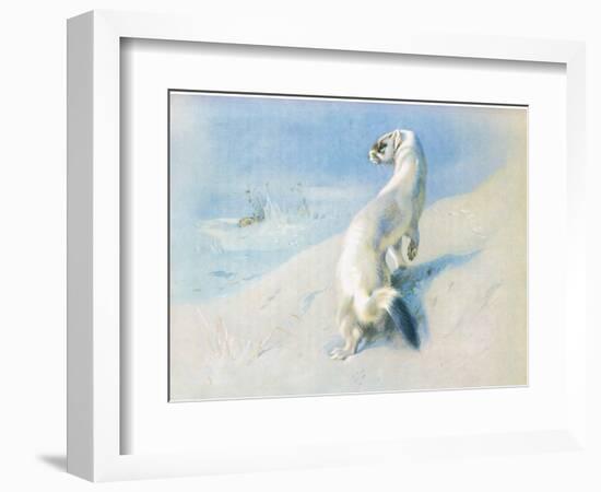 Stoat (Winter), from Thorburn's Mammals Published by Longmans and Co, C. 1920 (Colour Litho)-Archibald Thorburn-Framed Giclee Print